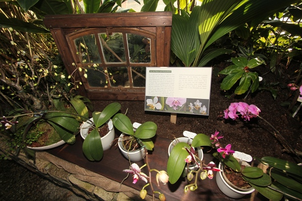 Phalaenopsis   043.jpg